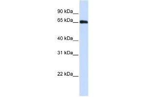 WB Suggested Anti-WDR23 Antibody Titration:  0. (DCAF11 anticorps  (N-Term))