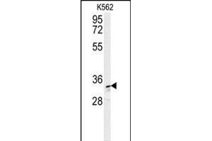 AKR1C3 Antibody (N-term) (ABIN654117 and ABIN2843995) western blot analysis in K562 cell line lysates (35 μg/lane). (AKR1C3 anticorps  (N-Term))
