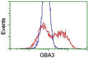 Flow Cytometry (FACS) image for anti-Glucosidase, Beta, Acid 3 (Cytosolic) (GBA3) (AA 1-150), (AA 370-469) antibody (ABIN1490581)