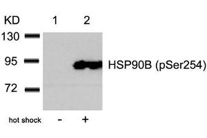 Western blot analysis of extracts from Hela cells untreated(lane 1) or treated with hot shock(lane 2) using HSP90B(Phospho-Ser254) Antibody. (HSP9AB1 (pSer254) anticorps)