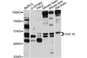 Western blot analysis of extracts of various cell lines, using GDF10 antibody (ABIN5997782) at 1/1000 dilution. (GDF10 anticorps)