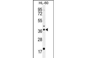 OR2W3 Antibody (C-term) (ABIN655206 and ABIN2844819) western blot analysis in HL-60 cell line lysates (35 μg/lane). (OR2W3 anticorps  (C-Term))