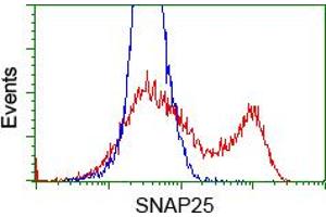 HEK293T cells transfected with either RC202068 overexpress plasmid (Red) or empty vector control plasmid (Blue) were immunostained by anti-SNAP25 antibody (ABIN2454624), and then analyzed by flow cytometry. (SNAP25 anticorps)