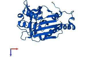 AlphaFold protein structure predicition of Mouse Recombinant Nit2 Protein, UniprotID Q9JHW2