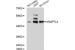 Western blot analysis of extracts of various cell lines, using ANGPTL4 antibody (ABIN5971050) at 1/1000 dilution. (ANGPTL4 anticorps)
