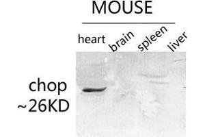 Western Blot (WB) analysis of specific lysis using CHOP Polyclonal Antibody.