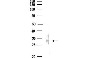 Western blot analysis of lysates from Rat lung, using TAS2R43 Antibody at 1/1000 dilution.