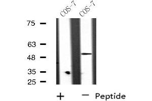 Western blot analysis of extracts from COS-7 cells, using RAD51L2 antibody. (RAD51C anticorps  (Internal Region))