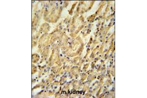 BTBD9 Antibody immunohistochemistry analysis in formalin fixed and paraffin embedded mouse kidney tissue followed by peroxidase conjugation of the secondary antibody and DAB staining. (BTBD9 anticorps  (AA 237-262))