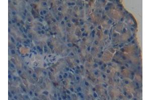 DAB staining on IHC-P; Samples: Mouse Pancreas Tissue (PPL anticorps  (AA 1501-1754))