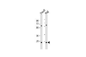 All lanes : Anti-PSMB10 Antibody (C-term) at 1:1000 dilution Lane 1: Daudi whole cell lysate Lane 2: Raji whole cell lysate Lysates/proteins at 20 μg per lane.