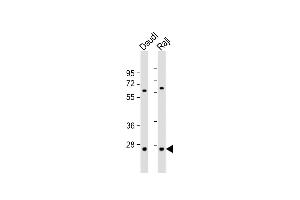 All lanes : Anti-PSMB10 Antibody (C-term) at 1:1000 dilution Lane 1: Daudi whole cell lysate Lane 2: Raji whole cell lysate Lysates/proteins at 20 μg per lane. (PSMB10 anticorps  (C-Term))