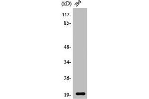 Western Blot analysis of 293 cells using Stathmin-3 Polyclonal Antibody (Stathmin 3 anticorps  (Internal Region))