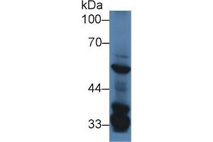Western Blot; Sample: Mouse Liver lysate; Primary Ab: 2µg/ml Rabbit Anti-Mouse SGK3 Antibody Second Ab: 0. (SGK3 anticorps  (AA 141-368))