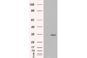HEK293 overexpressing GDF15 (ABIN5350712) and probed with ABIN185465 (mock transfection in first lane).