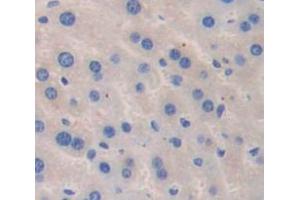IHC-P analysis of Mouse Tissue, with DAB staining. (ANGPTL4 anticorps  (AA 183-401))