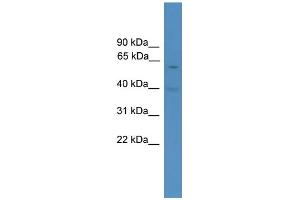 WB Suggested Anti-Pax7 Antibody Titration:  0. (PAX7 anticorps  (Middle Region))