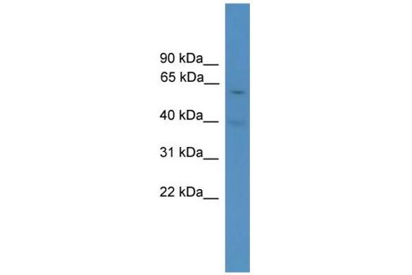 PAX7 antibody  (Middle Region)