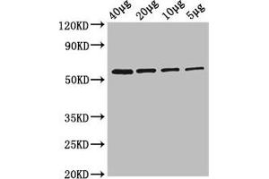Western Blot Positive WB detected in: Rosseta bacteria lysate at 40 μg, 20 μg, 10 μg, 5 μg All lanes: glpK antibody at 2. (Glycerol Kinase anticorps  (AA 2-502) (Biotin))
