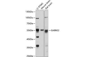 Western blot analysis of extracts of various cell lines, using G antibody (ABIN3022459, ABIN3022460, ABIN3022461 and ABIN6218831) at 1:1000 dilution. (GABRG2 anticorps  (AA 170-270))