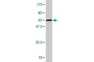 Western Blot detection against Immunogen (58.