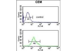 TCHP Antibody (Center) (ABIN653303 and ABIN2842803) flow cytometric analysis of CEM cells (bottom histogram) compared to a negative control cell (top histogram).