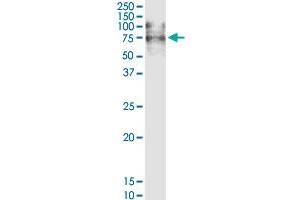 VCAM1 MaxPab rabbit polyclonal antibody.