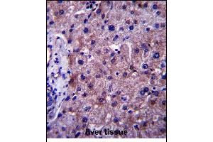 SGMS1 Antibody (N-term) (ABIN657485 and ABIN2846514) immunohistochemistry analysis in formalin fixed and paraffin embedded human liver tissue followed by peroxidase conjugation of the secondary antibody and DAB staining.