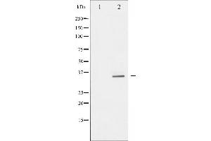 Western blot analysis of S6 Ribosomal Protein phosphorylation expression in serum treated 293 whole cell lysates,The lane on the left is treated with the antigen-specific peptide. (RPS6 anticorps  (pSer235))