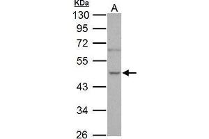 WB Image Sample (30 ug of whole cell lysate) A: PC-3 10% SDS PAGE antibody diluted at 1:1000 (NOVA1 anticorps  (C-Term))