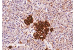 ABIN185408 (4µg/ml) staining of paraffin embedded Human Pancreas. (CCKAR anticorps  (Internal Region))