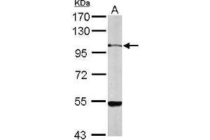 WB Image Sample (50 ug of whole cell lysate) A: Mouse brain 7. (GRP94 anticorps  (C-Term))