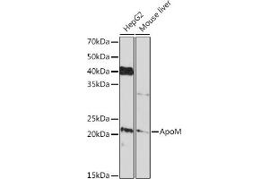 Western blot analysis of extracts of various cell lines, using ApoM Rabbit mAb (ABIN7265646) at 1:1000 dilution. (Apolipoprotein M anticorps)