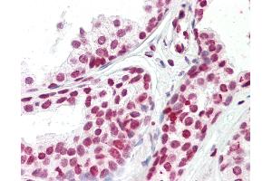 Anti-FOXH1 antibody IHC staining of human prostate. (FOXH1 anticorps  (N-Term))