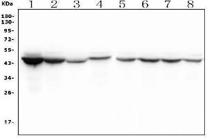 Western blot analysis of IDH1 using anti-IDH1 antibody (ABIN7602760).