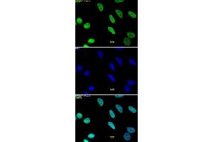 Histone H3 monomethyl Lys9 pAb tested by immunofluorescence. (Histone 3 anticorps  (H3K9me))