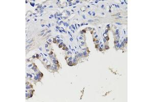 Immunohistochemistry of paraffin-embedded rat bronchus using DEPDC6 antibody (ABIN7266738) at dilution of 1:200 (40x lens). (DEPTOR anticorps  (AA 1-220))