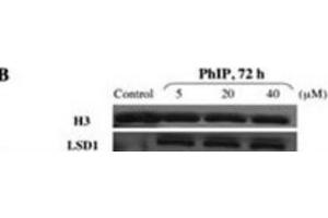 Western Blotting (WB) image for anti-Lysine (K)-Specific Demethylase 1A (KDM1A) antibody (ABIN2996581) (LSD1 anticorps)