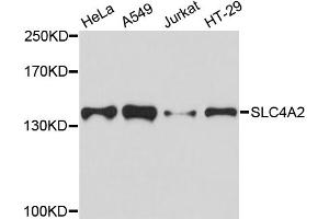 Western blot analysis of extracts of various cell lines, using SLC4A2 antibody. (SLC4A2 anticorps)