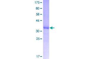 Image no. 1 for Apolipoprotein C-III (APOC3) (AA 21-99) protein (GST tag) (ABIN1345372)