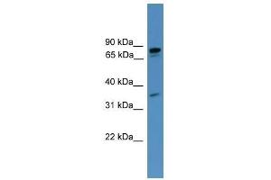 PDE8A antibody used at 0. (PDE8A anticorps  (C-Term))