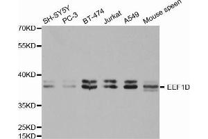 Western blot analysis of extracts of various cell lines, using EEF1D antibody. (EEF1D anticorps  (AA 1-160))