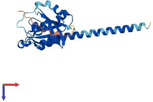 AlphaFold protein structure predicition of Mouse Recombinant Rit2 Protein, UniprotID P70425