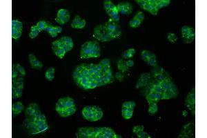 Immunofluorescence (IF) image for anti-Aconitase 2, Mitochondrial (ACO2) antibody (ABIN1496411) (ACO2 anticorps)