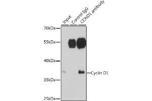 anti-Cyclin D1 (CCND1) (C-Term) antibody