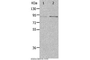 Western blot analysis of Hela and 293T cell, using PIBF1 Polyclonal Antibody at dilution of 1:400 (PIBF1 anticorps)