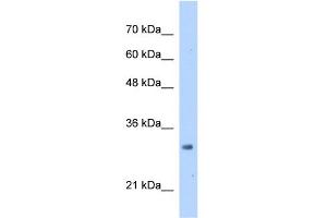 WB Suggested Anti-MRTO4 Antibody Titration:  2. (C1orf33 anticorps  (N-Term))