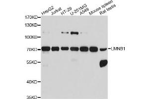 Western blot analysis of extracts of various cell lines, using LMNB1 antibody. (Lamin B1 anticorps)