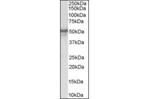 Image no. 1 for anti-Neuropeptide Y Receptor Y5 (NPY5R) (Internal Region) antibody (ABIN374569) (NPY5R anticorps  (Internal Region))