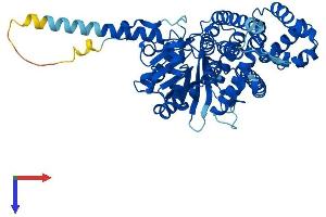 AlphaFold protein structure predicition of Mouse Recombinant Cdc45 Protein, UniprotID Q9Z1X9
